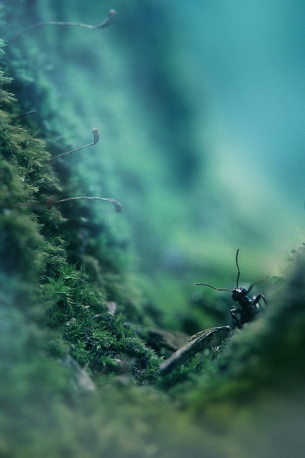 'The Ant Thriller' by Oleg Zhukov